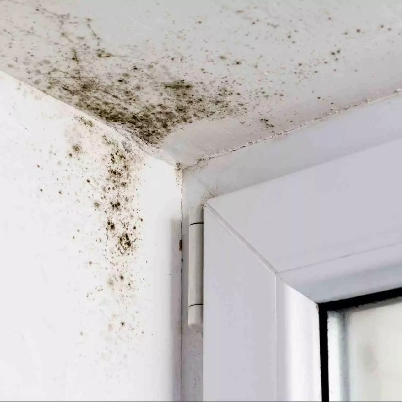 Schimmel an der Wand